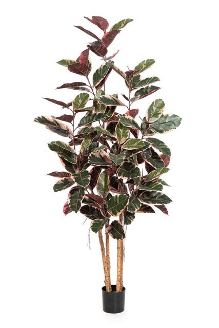 56707NR-iskusstvennyi-fikus-red-ruby-200-cm